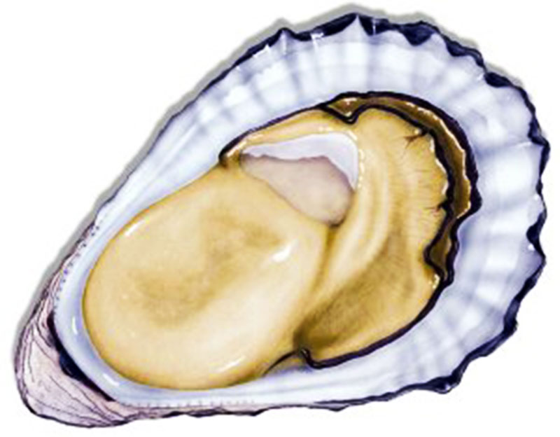 หอยนางรมณสกัด (Oyster Extract)