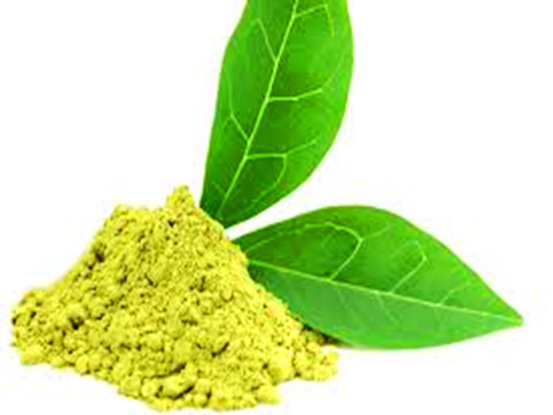 สารสกัดจากชาเขียว (Green Tea Extract 95%)